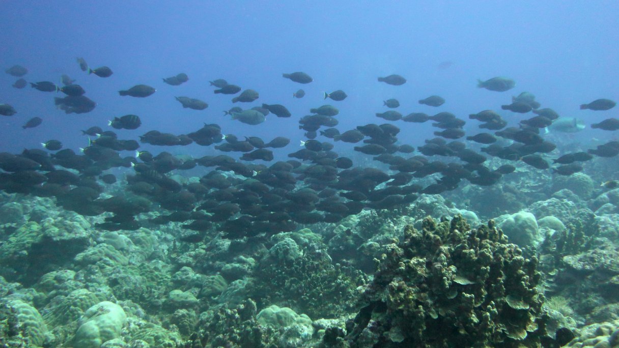 Banco de peces loro sobre un arrecife de coral